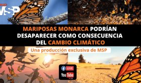 Mariposas monarca podrían desaparecer como consecuencia del cambio climático - #ExclusivoMSP