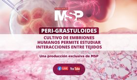 Peri-gastruloides: El cultivo de embriones humanos