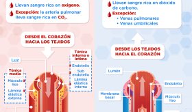 Arteria VS vena | Infografía