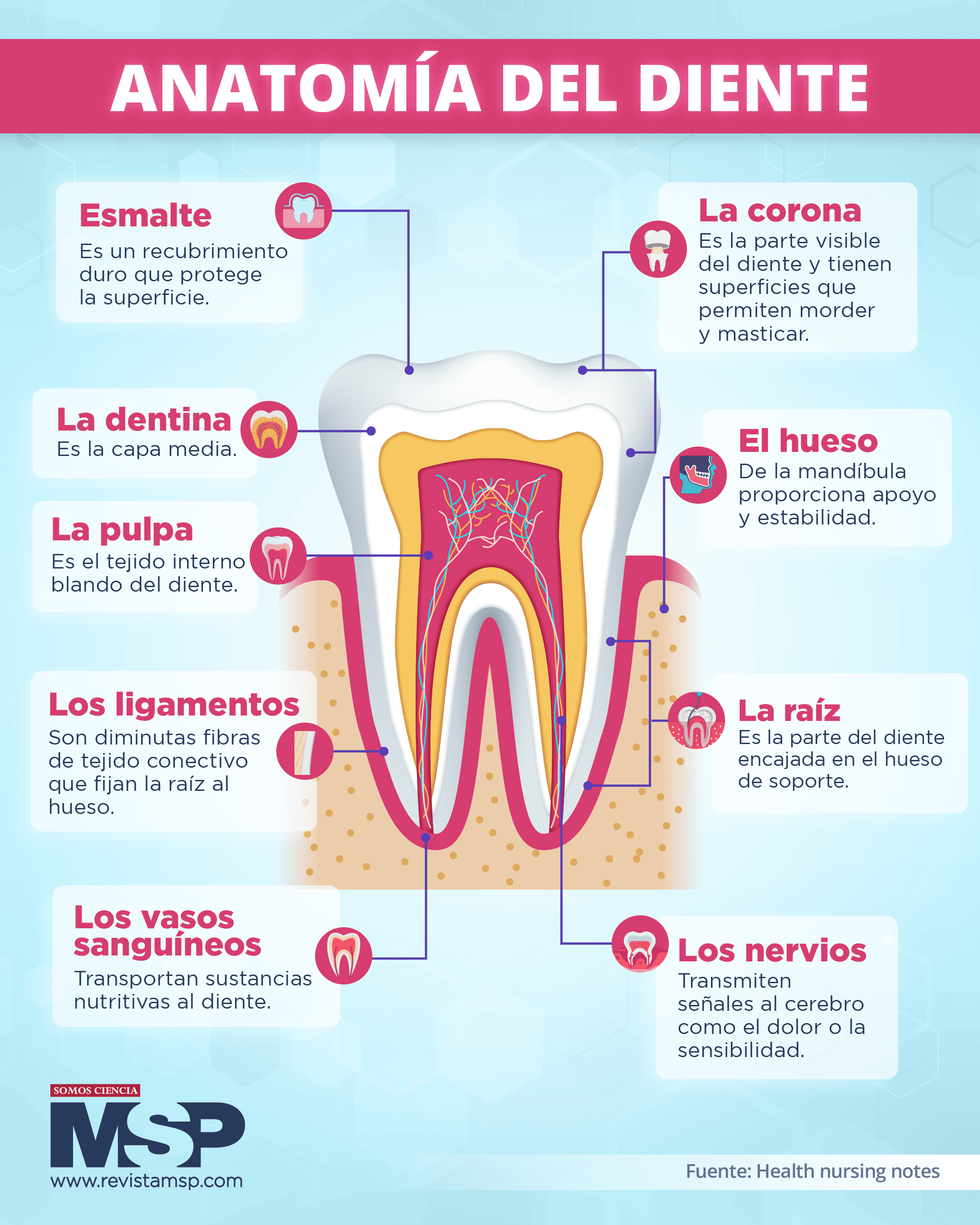 Anatomía Del Diente