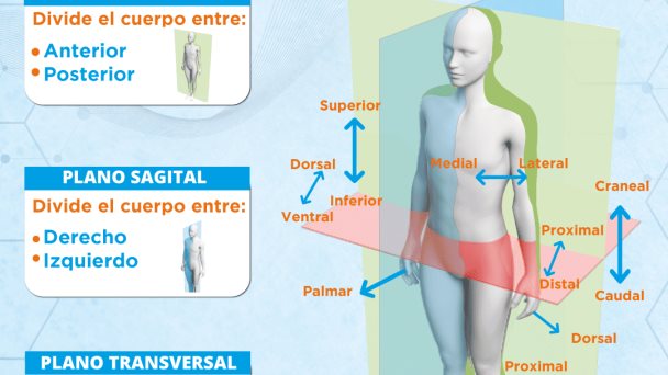 planos sagitales del cuerpo