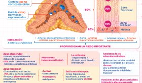 Glándulas suprarrenales | Infografía