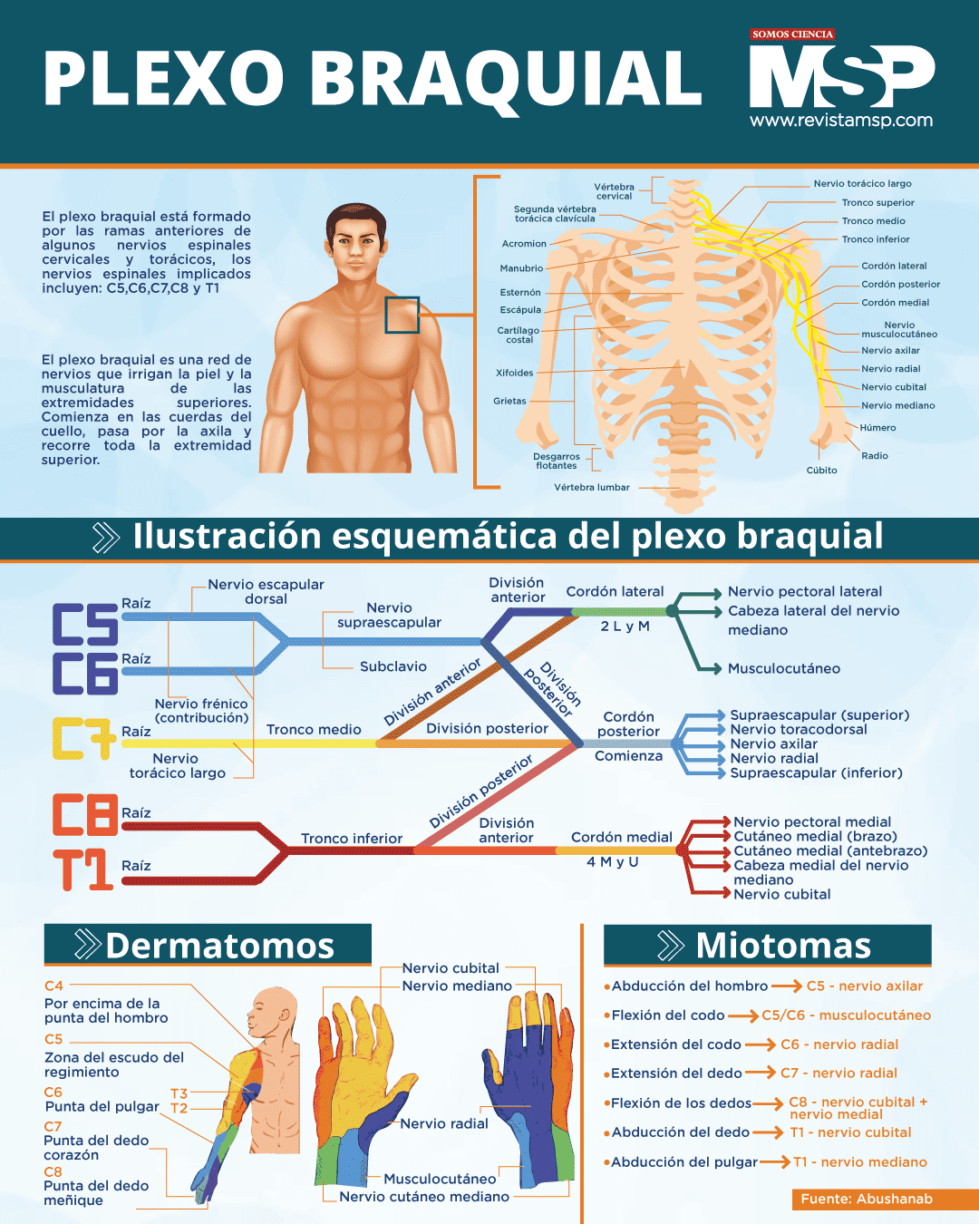 diagrama de los músculos centrales