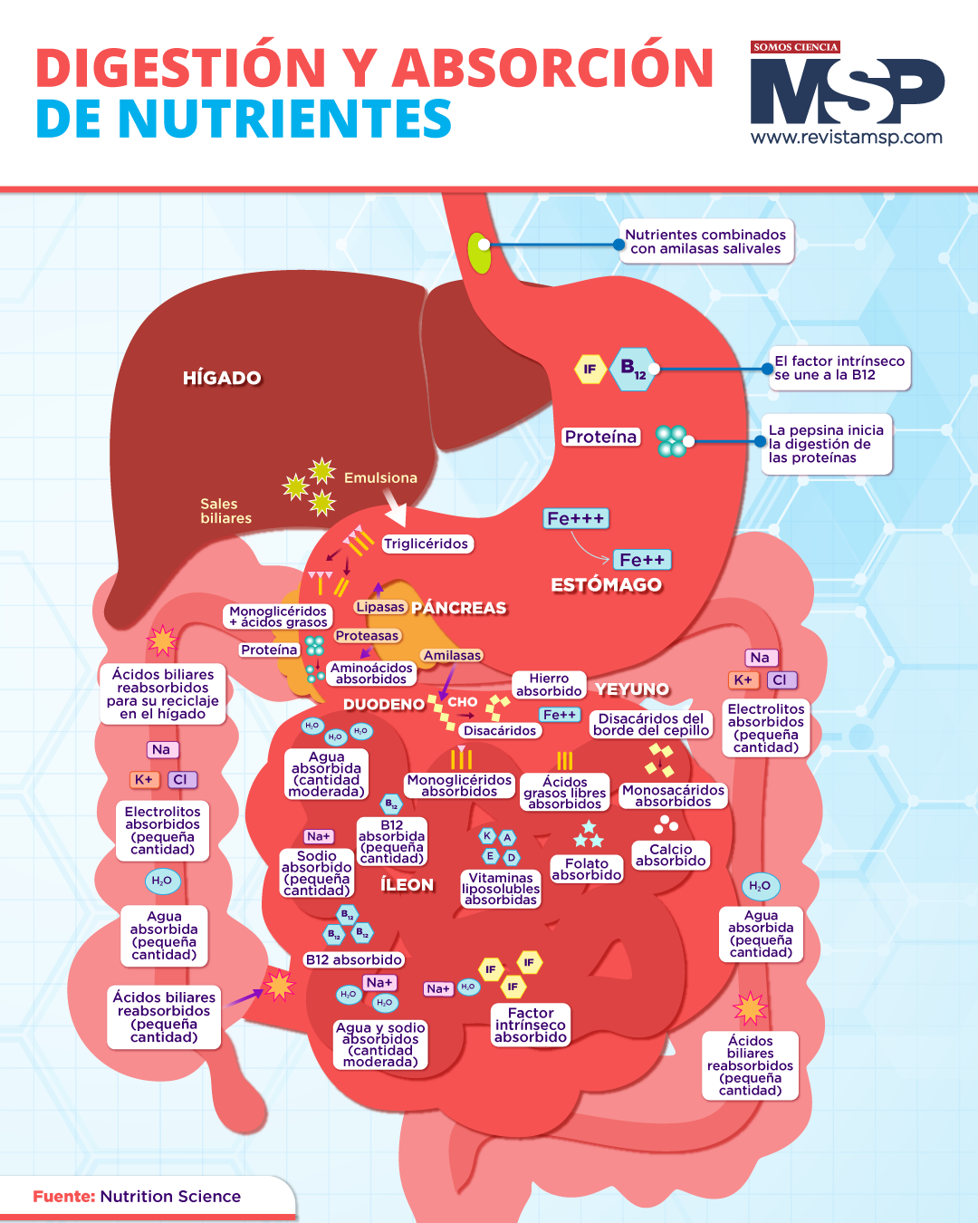 Absorción Y Digestión De Nutrientes 8967