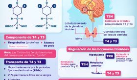 Hormonas tiroideas | Infografías