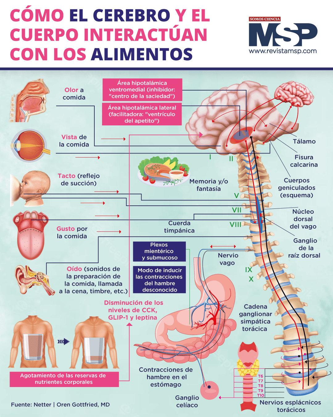 Cómo El Cerebro Y El Cuerpo Interactúan Con Los Alimentos 2860