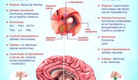 Hipófisis anterior y posterior | Infografía