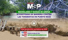 Manglares y dunas de arena: ecosistemas de barrera contra las tormentas en Puerto Rico