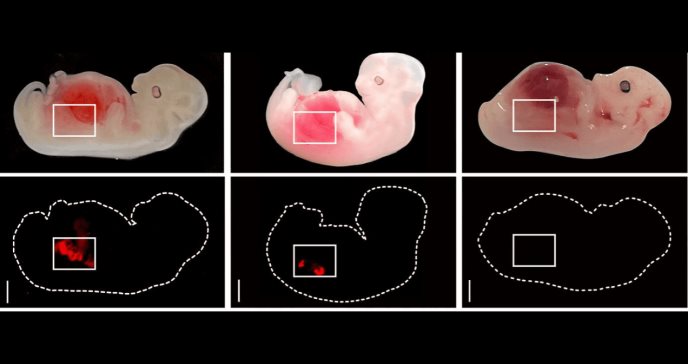 Hito en la medicina regenerativa: logran cultivar estructuras de riñón humano en embriones de cerdos