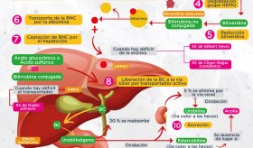 Metabolismo de la bilirrubina | Infografía
