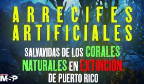 Arrecifes artificiales: salvavidas de los corales naturales en extinción de Puerto Rico