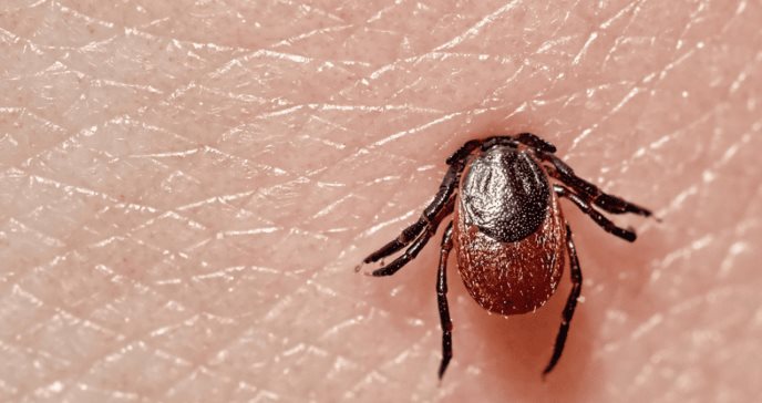 Infección transmitida por garrapatas: ¿Qué consecuencias genera la enfermedad de Lyme?