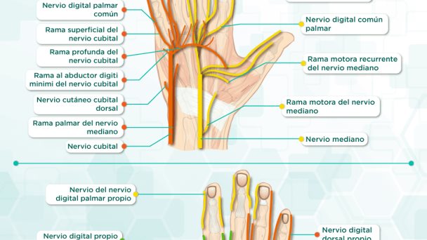 nervios de la mano