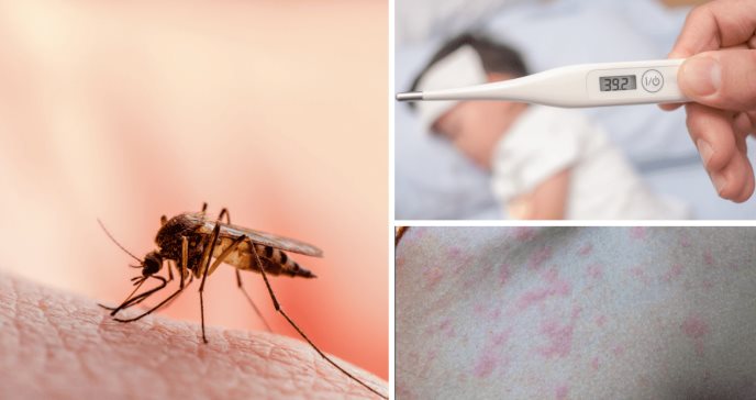 OMS recomienda primera vacuna contra el dengue y nueva vacuna contra la malaria para combatir transmisión