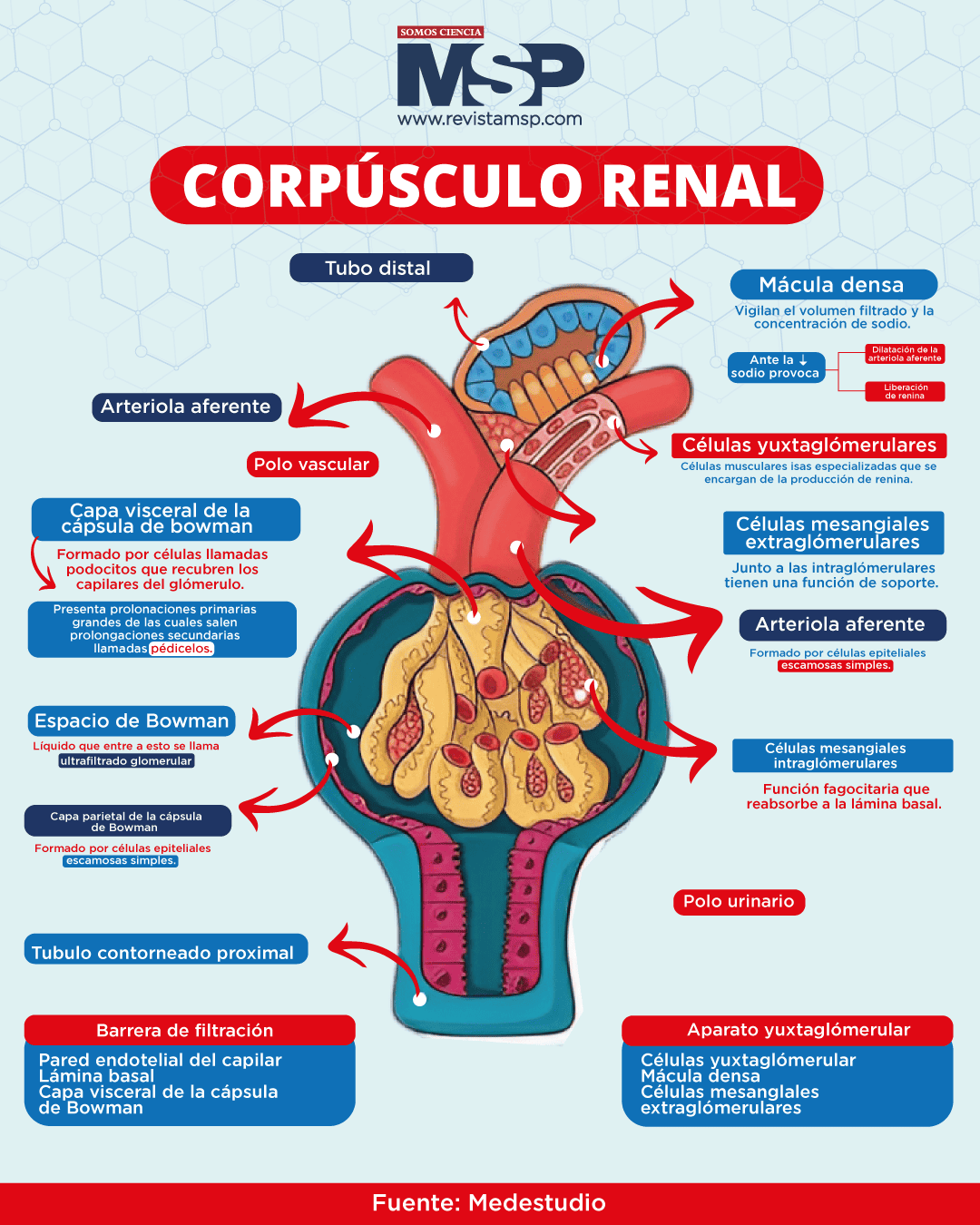 corpúsculo renal