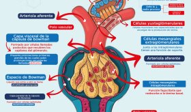 Corpúsculo renal | Infografía