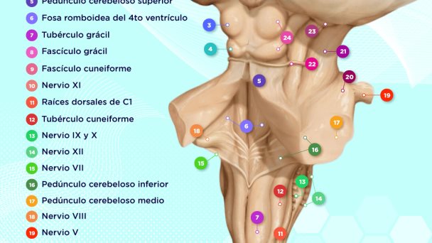 partes del tronco encefálico