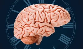 Desconexión en la corteza cerebral: ¿Por qué no sentimos durante la anestesia pero captamos estímulos?