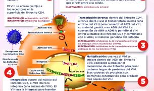 ciclo de vida del vih simplificado