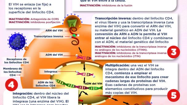 ciclo de vida del vih simplificado