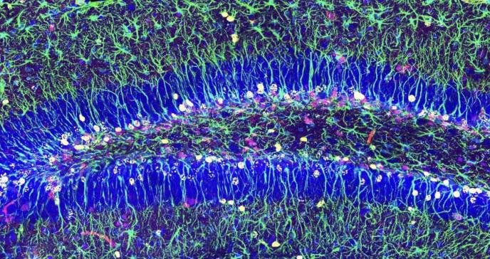 La autofagia o descomposición celular y su importancia en el proceso de regenerar neuronas en adultos