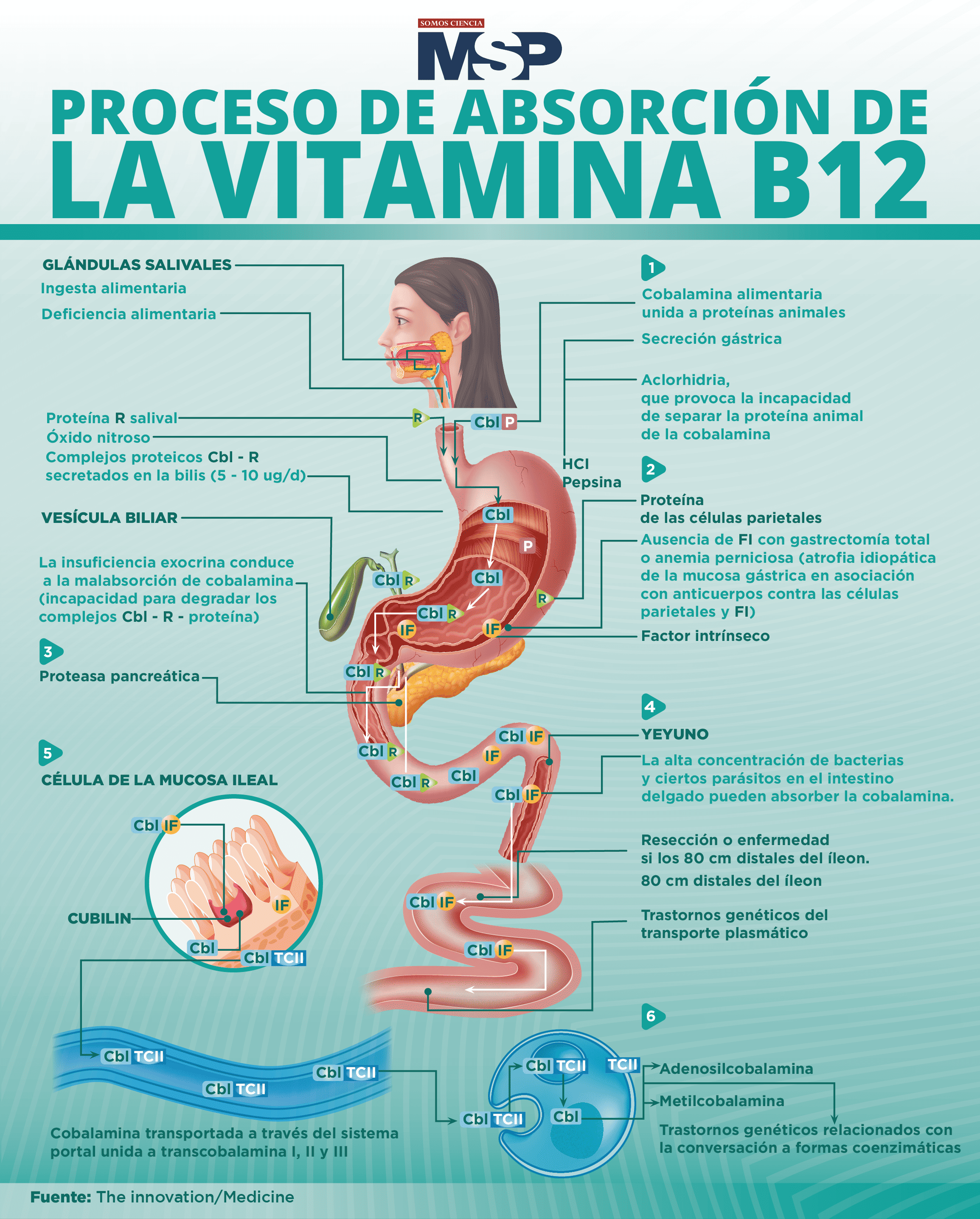 Proceso De Absorción De La Vitamina B12