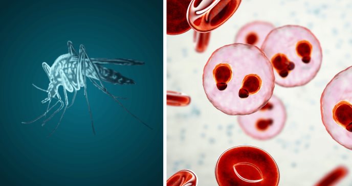 Identifican bacteria que actúa como barrera e impide el desarrollo del parásito de la malaria en mosquitos