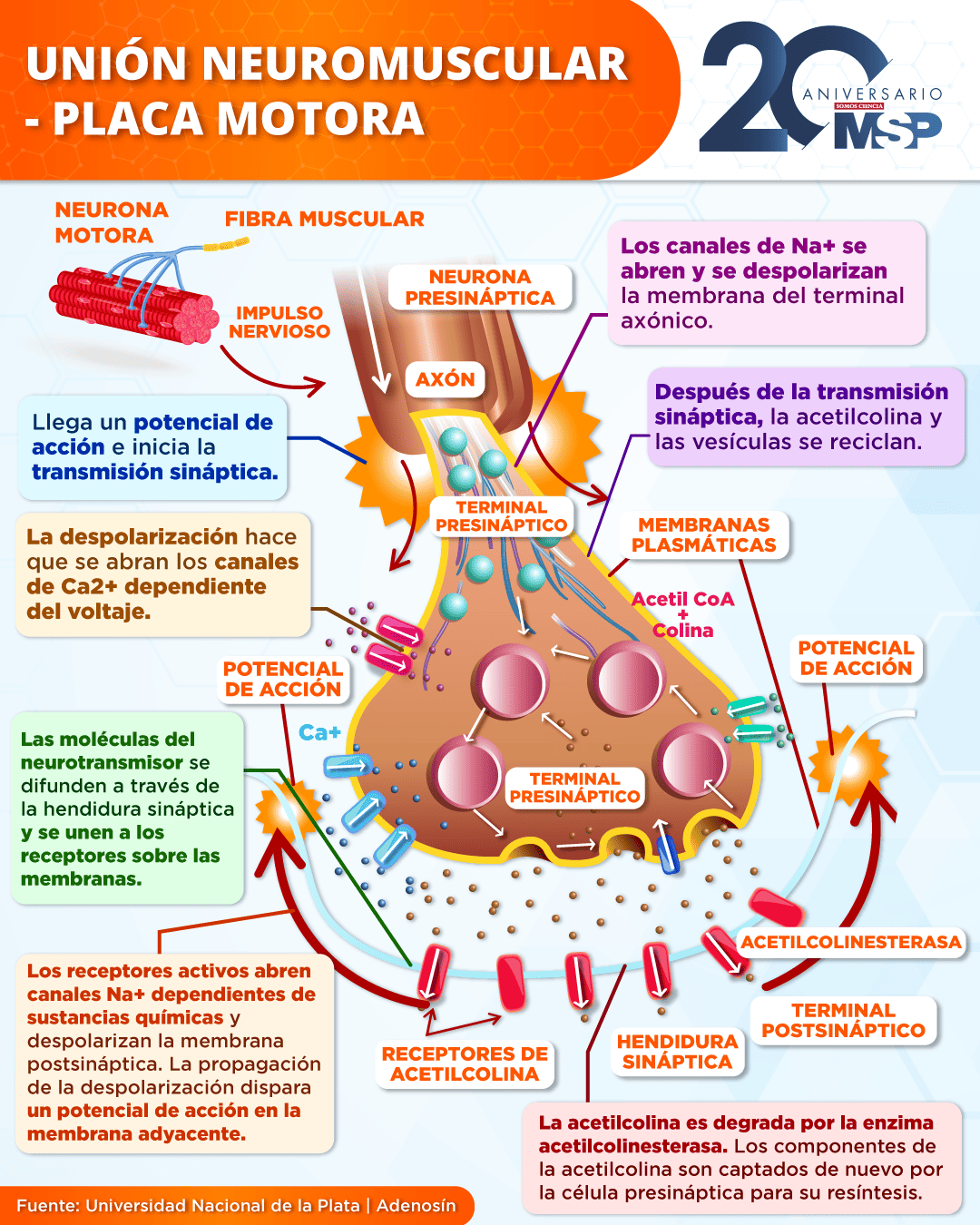 Unión Neuromuscular - Placa Motora