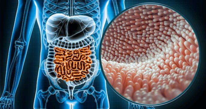Más allá del colon: cómo la fibra dietética afecta directamente al sistema inmunológico y la salud general