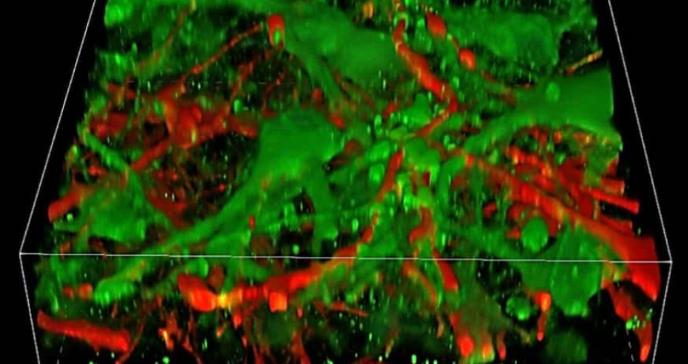 Hito científico: Imprimen tejidos neuronales humanos en 3D funcionales para estudiar enfermedades