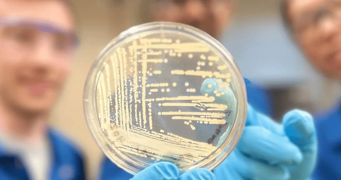 Crean antibiótico sintético "super-asesino" de última generación para enfrentar bacterias resistentes