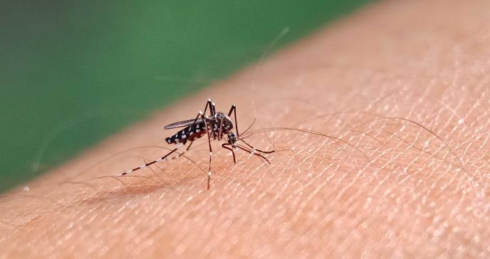 Malaria, viruela o triquinosis: Posibles enfermedades derivadas de las 10 plagas de Egipto