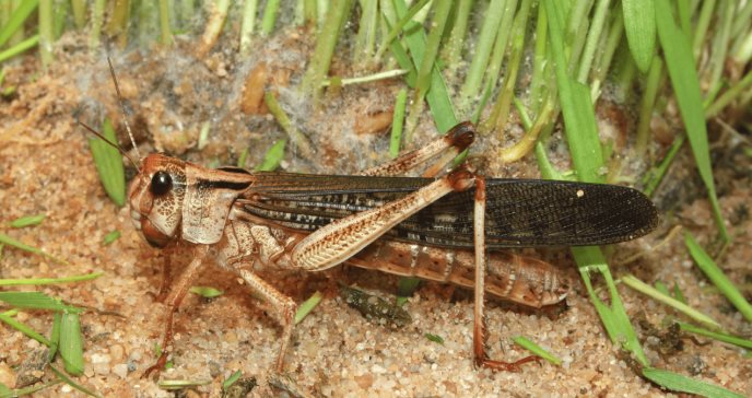 Langostas, los insectos de la plaga bíblica que serían claves para detectar cáncer a través del olfato