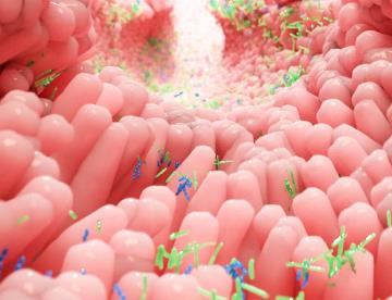 Identifican como la microbiota intestinal es clave en la función metabólica y actúa como un segundo hígado