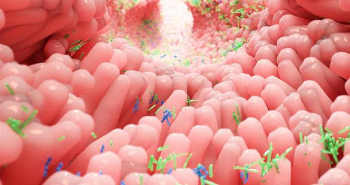 Identifican como la microbiota intestinal es clave en la función metabólica y actúa como un segundo hígado