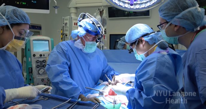 ¡Inédito! Implantan riñón y timo de cerdo junto con bomba cardíaca en mujer con enfermedad terminal 
