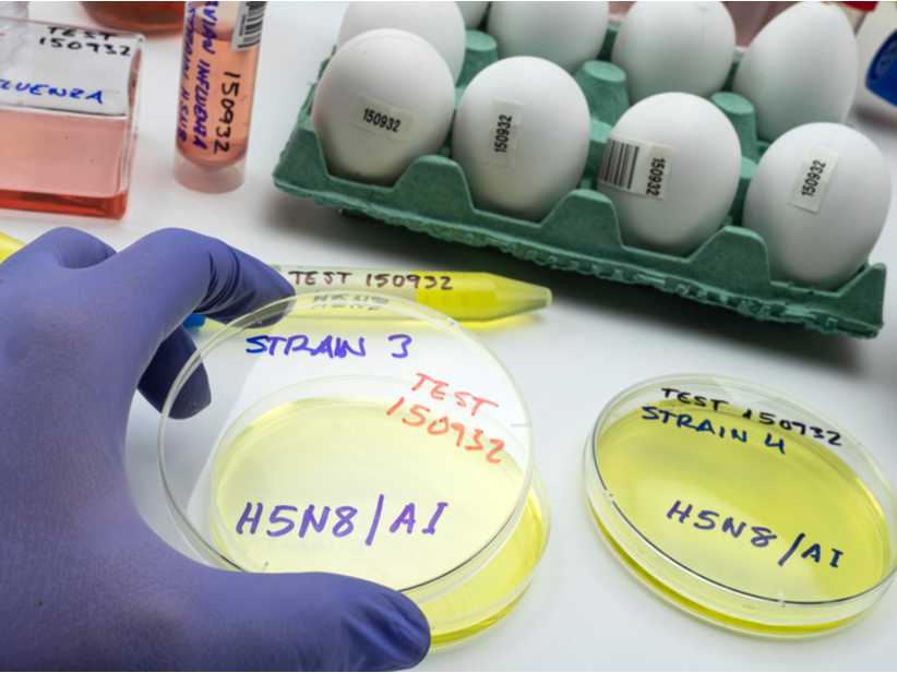 Nuevo agente H5N8 viral que es transmitido por aves de corral.